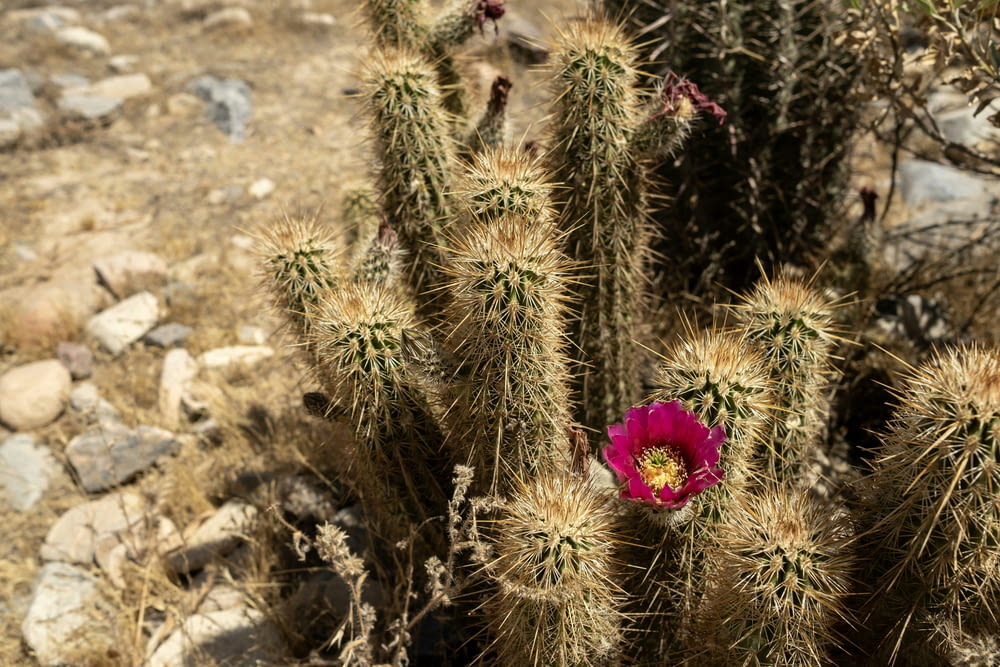 a cactus with a flower in the middle of the desert