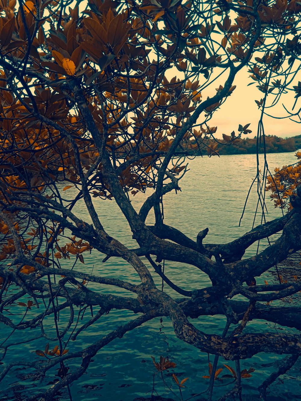 a tree with yellow leaves near a body of water