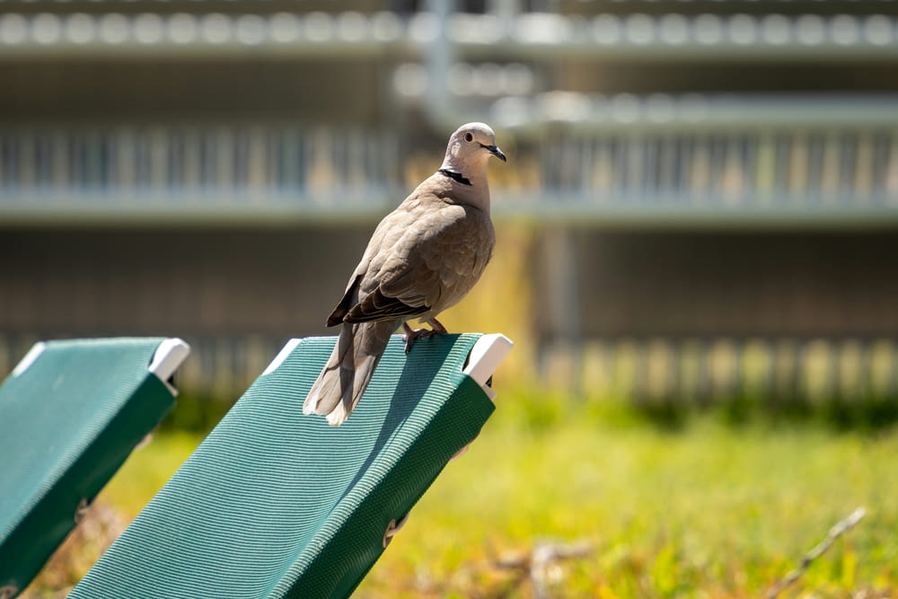 a bird sitting on top of a green bench