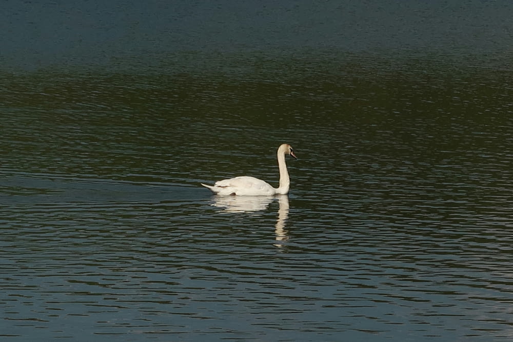a white swan floating on top of a body of water