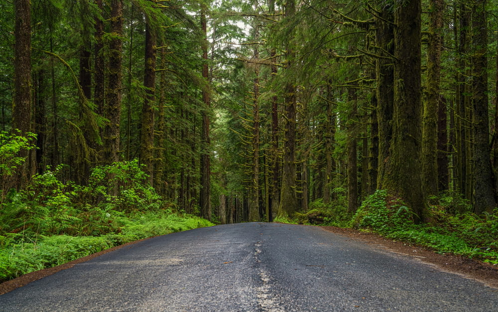 a road in the middle of a forest with lots of trees