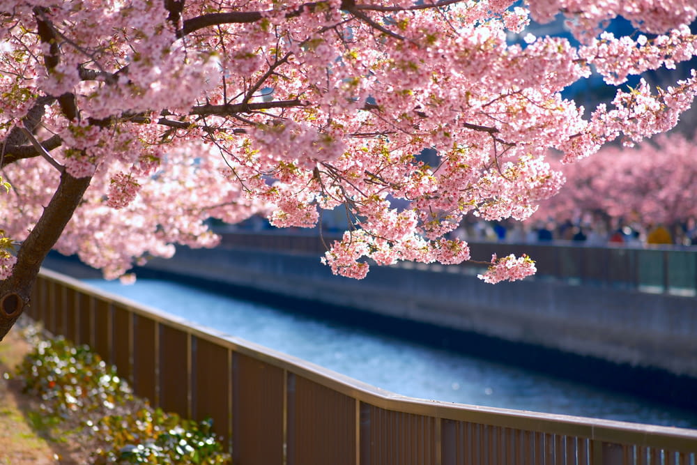 un arbre aux fleurs roses à côté d’une rivière