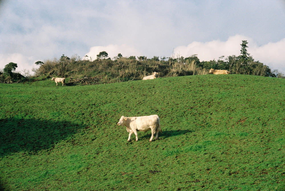 a white cow standing on top of a lush green hillside