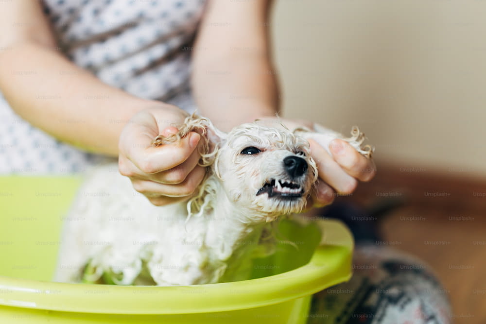 お風呂を持つホワイトドワーフプードルの愛らしい面白い子犬。セレクティブフォーカス。ホームインドアショット。