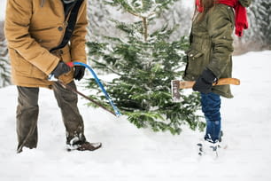Abuelo irreconocible y una niña pequeña recibiendo un árbol de Navidad en el bosque. Día de invierno.