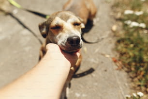 hand of man caress  brown scared dog from shelter posing outside in sunny park, adoption concept