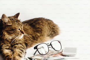 chat mignon assis dormir sur la table avec des lunettes, un téléphone et de l’argent, le concept de travail à la maison ou d’achat en ligne, l’espace pour le texte