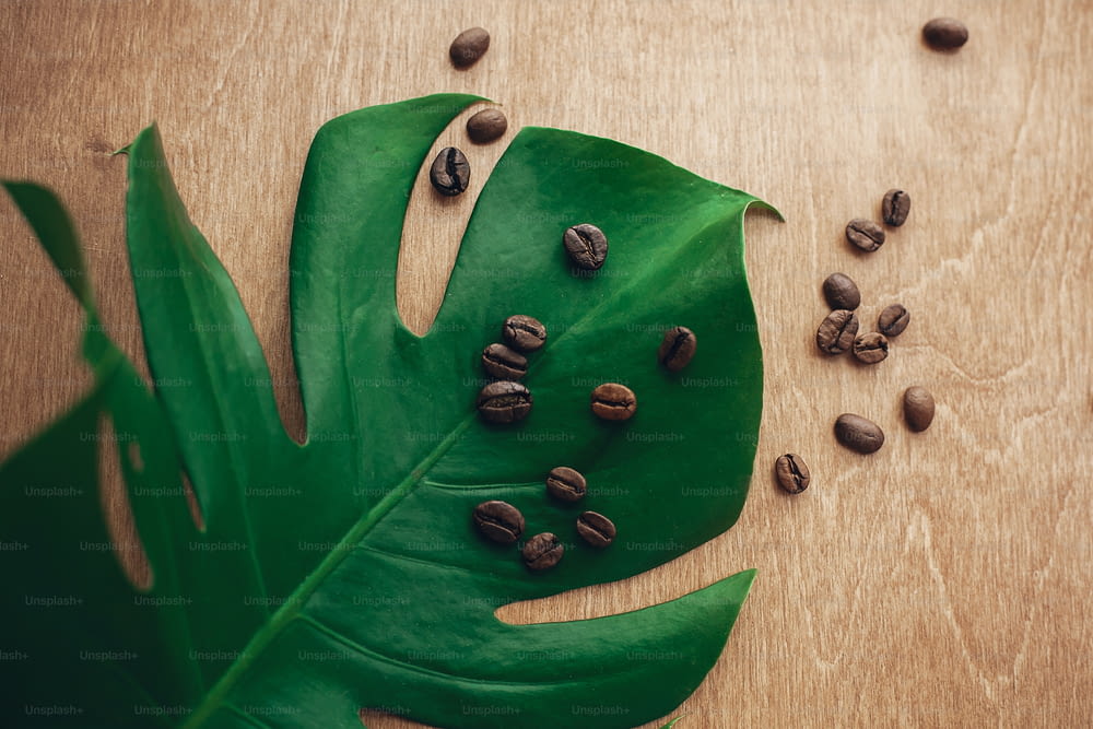 가볍고 평평한 누워 있는 소박한 나무에 녹색 몬스테라 잎에 볶은 커피 원두의 세련된 이미지. 에코 커피 원두 개념, 에너지와 아로마가 있는 아침 뜨거운 음료. 공간을 복사합니다. 친환경 기술