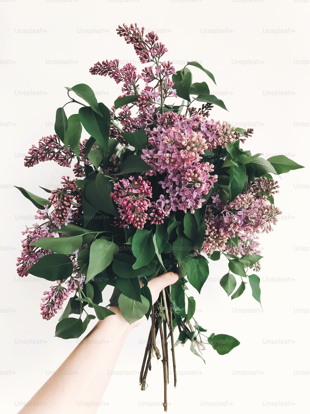 Hand holding purple lilac flowers on white background. Hello spring. Happy Mothers day