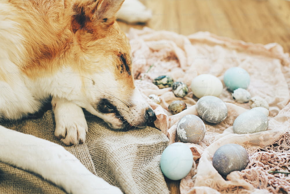 Cute golden dog adorable sleeping at stylish easter eggs with flowers on rustic wooden background in light. Modern easter eggs painted with natural dye. Happy Easter. Cute puppy