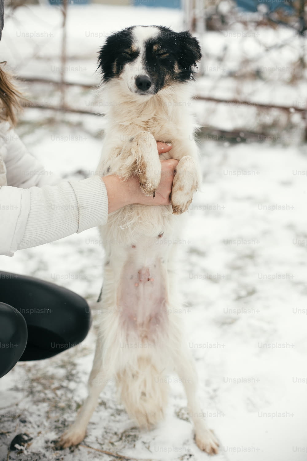 雪に覆われた冬の公園で手にしたかわいい怖がりの犬。避難所で小さな黒と白の犬を抱きしめる人々。導入コンセプト。野良ふわふわの子犬