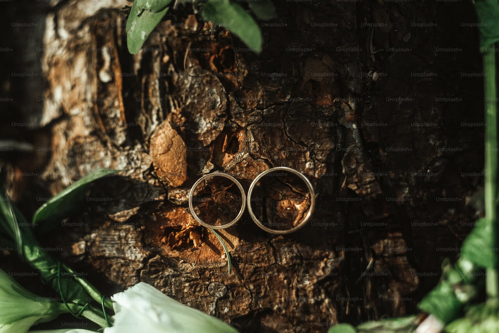 amazing stylish wedding rings near a rustic wreath on a tree in the sunny woods