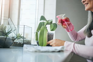 Smiling lady with water spray bottle in her hand taking care of plant while sitting at windowsill with geometric glass succulent terrariums