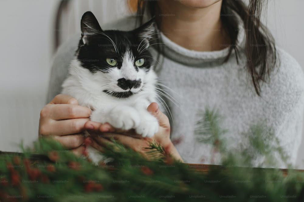 Cute cat helping young woman making rustic christmas wreath, holding red berries and green branches with little paws. Sweet authentic home moments, pet and holidays. Happy Holidays