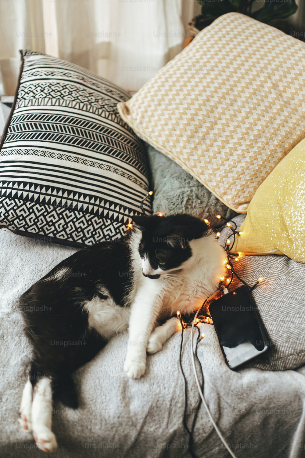 Cute cat lying on soft bed with charging phone and pillows in warm christmas lights. Adorable black and white curious cat relaxing on cozy blanket in festive room, happy holidays