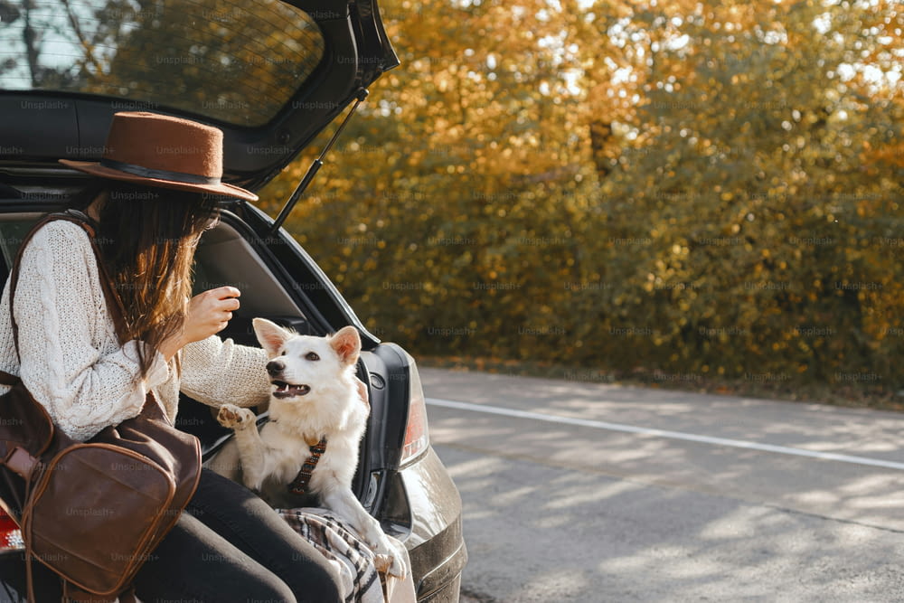 Stylish young woman sitting with cute white dog in car trunk at sunny autumn road. Road trip with pet. Happy female traveling with swiss shepherd puppy and exploring world together. Space for text