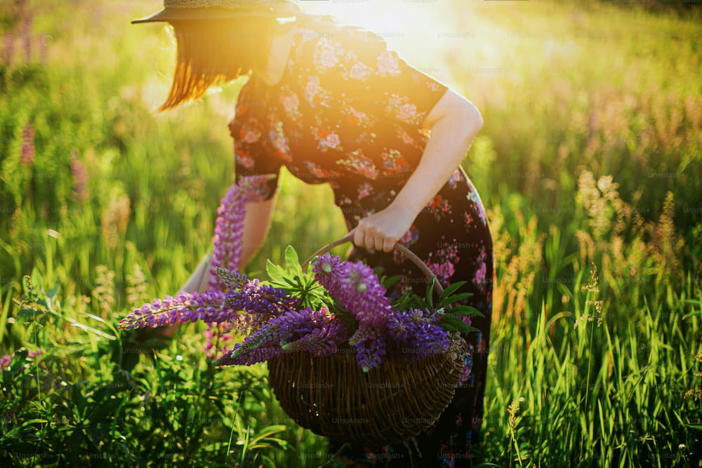 Stilvolle Frau, die Lupine in rustikalem Weidenkorb sammelt, hautnah auf sonnigem Feld. Junge Frau in Vintage-Blumenkleid sammelt Wildblumen in der Sommerlandschaft bei Sonnenuntergang. Ruhiger Moment
