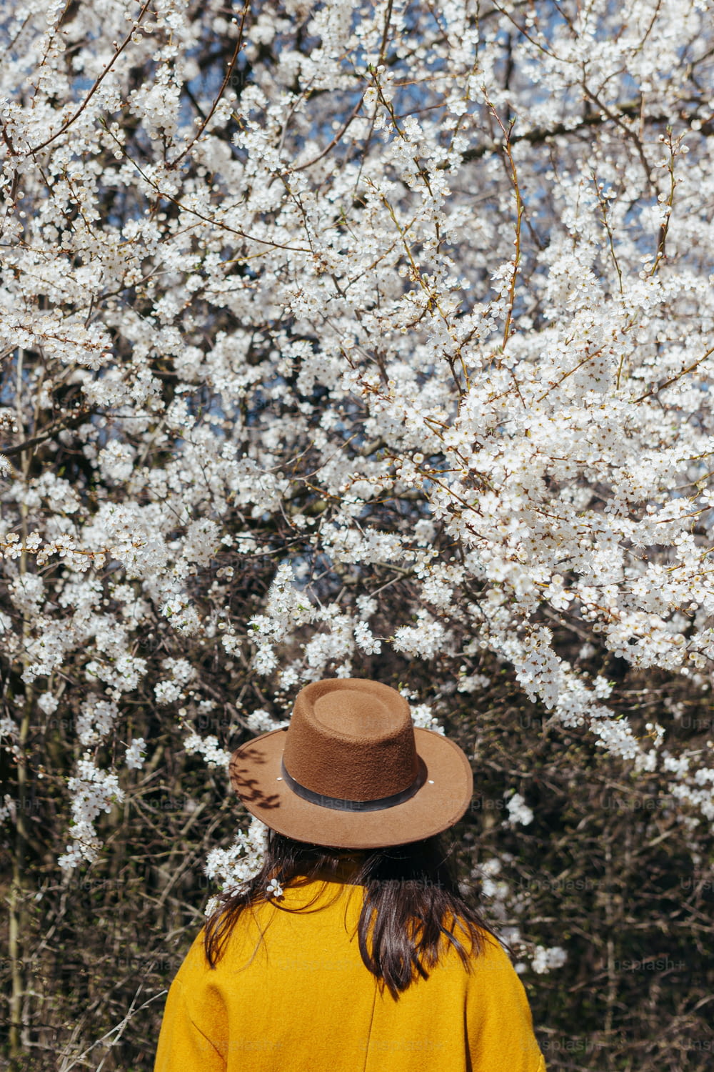 Stylish woman in hat sensually posing among blooming cherry branches in sunny spring day, back view. Calm tranquil moment. Fashionable female in yellow jacket embracing in white flowers