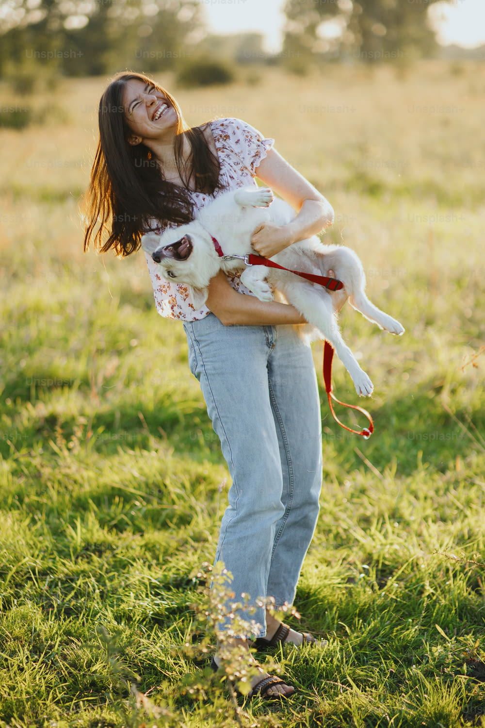 Stylish happy woman playing with cute white puppy in warm sunset light in summer meadow. Casual young female laughing and holding crazy active swiss shepherd puppy. Funny moments