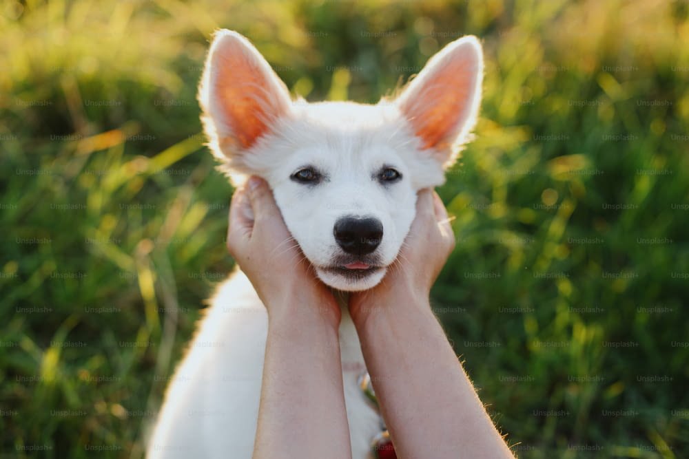 Adorable white puppy face in owner hands. Woman hands caressing cute swiss shepherd fluffy puppy in warm sunset light in summer meadow. Loyal friend, adoption concept