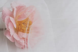 Lovely peony flower under soft tulle fabric on white wooden background, with copy space. Beautiful spring aesthetics. Soft creative floral greeting card. Pink peony
