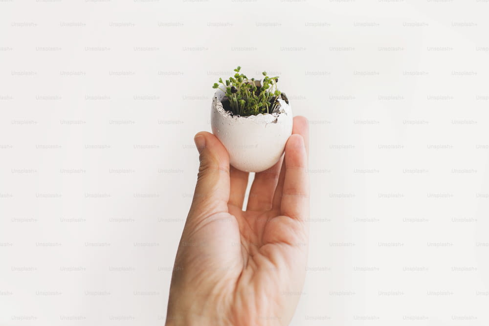 Hand holding egg shell with fresh sprouts on white background. Arugula, basil microgreens in eggshells with soil. Easter. Reuse, plastic free seedling. Growing microgreens at home.