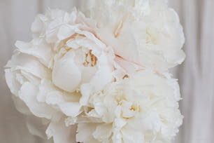 Hermoso ramo de peonías con estilo de cerca sobre fondo de tela beige pastel. Grandes flores blancas de peonía en mano de floristería. Hermosa estética floral. Ramo de novia