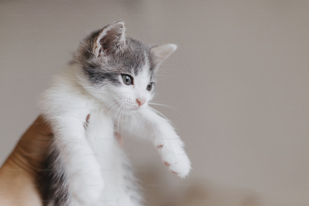 壁の背景にかわいい子猫を手に。愛らしい白と灰色の子猫の肖像画は、部屋で手をつないでいます。養子縁組と愛のコンセプト