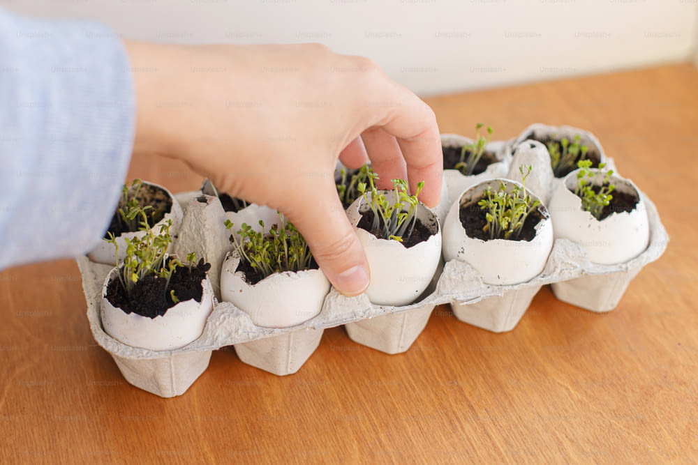 Hand holding fresh sprouts in egg shells in carton box on wooden background. Arugula, basil, watercress microgreens in eggshells with soil. Reuse. Plastic free seedling. Growing microgreens at home.