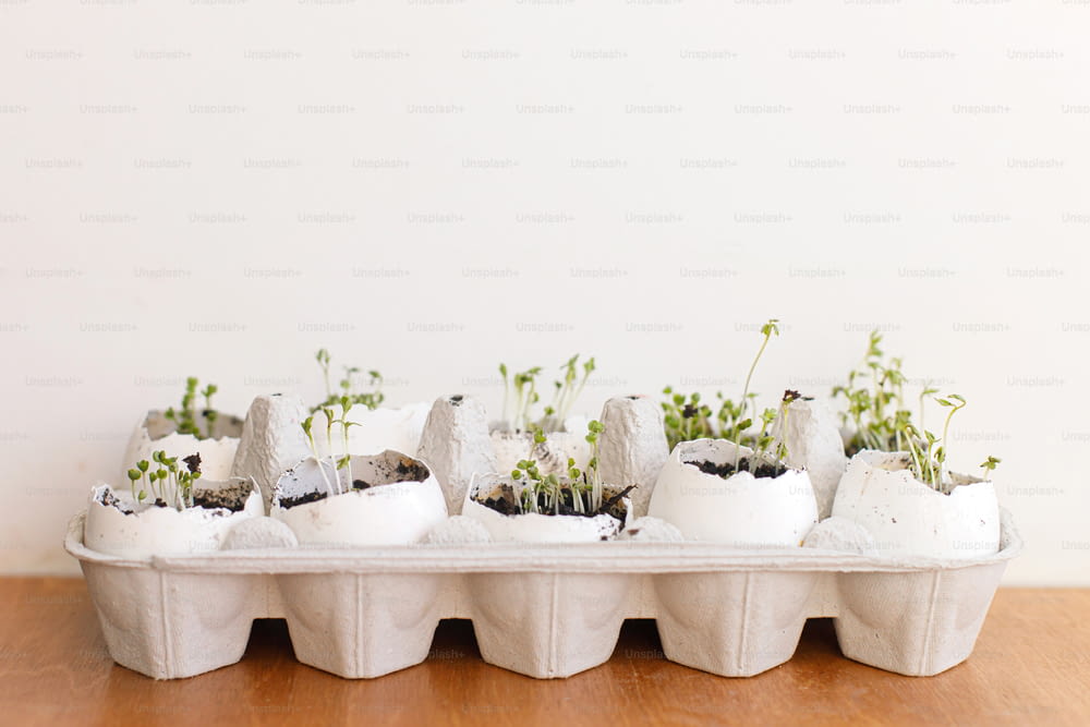 Fresh sprouts in egg shells in carton box on white background. Arugula, basil, watercress sprouts microgreen in eggshells. Reuse, plastic free seedling. Growing microgreens at home.