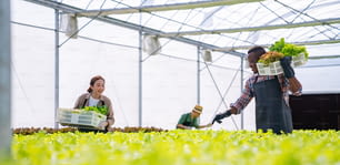 Man and woman farmer working in organic vegetables hydroponic farm together. Male and female salad garden worker holding vegetable basket walking in greenhouse plantation. Food production small business concept.