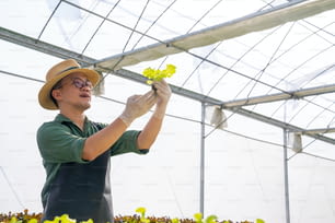 Asian man farmer working in organic vegetables hydroponic farm. Male hydroponic salad garden owner checking quality of vegetable in greenhouse plantation for harvesting. Food production business industry concept.