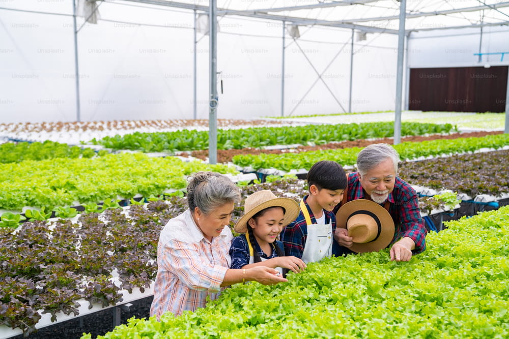 Happy Asian family farmer working together in hydroponics system vegetable farm. Grandparents teaching little grandchild boy and girl growing and caring organic lettuce vegetable in greenhouse garden.