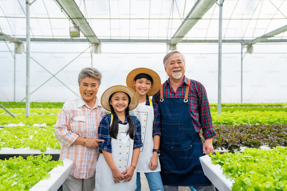 수경재배 시스템 채소 농장에서 함께 일하는 행복한 아시아 가족 농부의 초상화. 조부모님은 온실 정원에서 유기농 상추 채소를 재배하고 돌보는 어린 손자 소년과 소녀를 가르치고 있습니다.