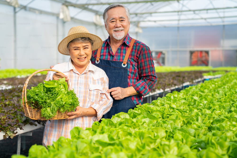 Portrait of Asian senior couple farmer standing in organic lettuce vegetable greenhouse garden with proud. Man and woman vegetable garden owner working together in hydroponics system vegetable farm.