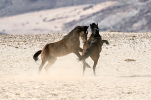 Wilde namibische Wüstenpferde kämpfen.