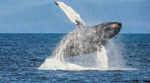 Jumping humpback whale. Chatham Strait area. Alaska. USA. An excellent illustration.