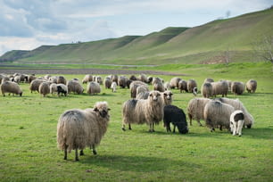 sheep on pasture in spring