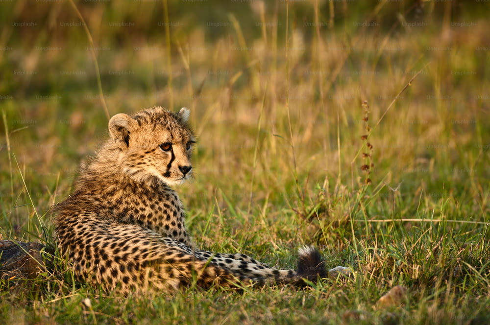 Young Cheetah lying in the African Bush