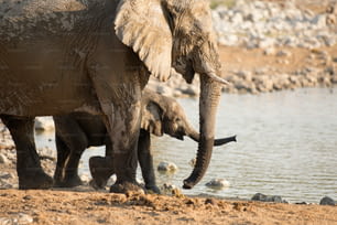 Elefante en el pozo de agua de Okaukuejo