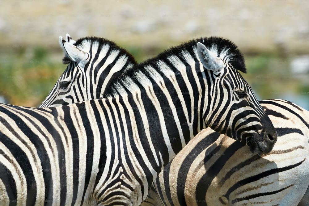 Two beautiful zebras looking in opposite directions