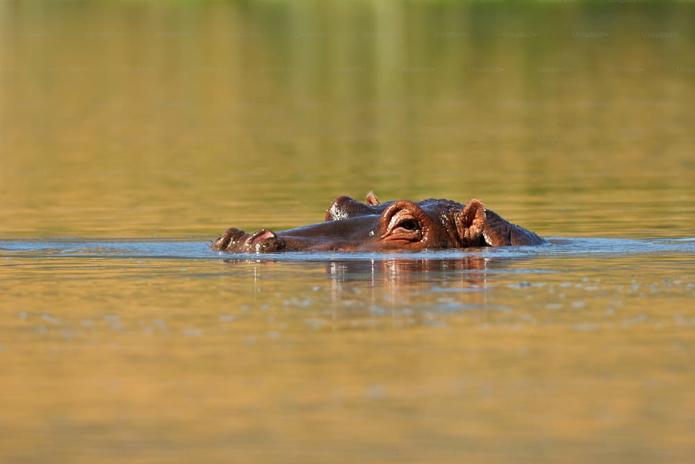Hippopotamus immersed in the water in a lake in Tanzania