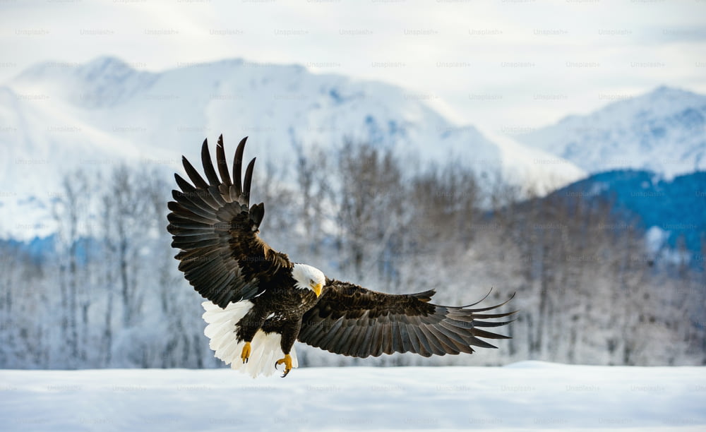 Aquila calva adulta ( Haliaeetus leucocephalus washingtoniensis ) in volo. Alaska nella neve