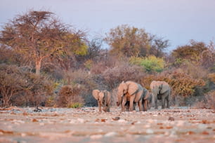 Manada de elefantes acercándose a un pozo de agua.