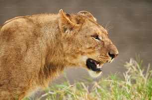 Close up image of a lioness after hunting