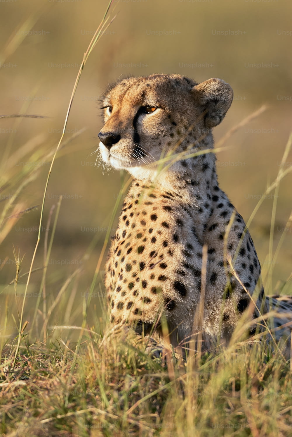 Retrato vertical de un hermoso guepardo mirando hacia el horizonte extendido en la hierba