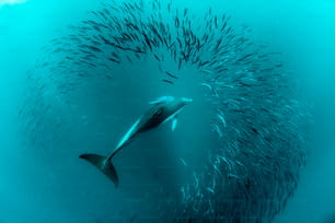 Un dauphin commun en Afrique du Sud