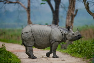 Il grande rinoceronte con un corno selvatico è in piedi sulla strada in India. Parco nazionale di Kaziranga.