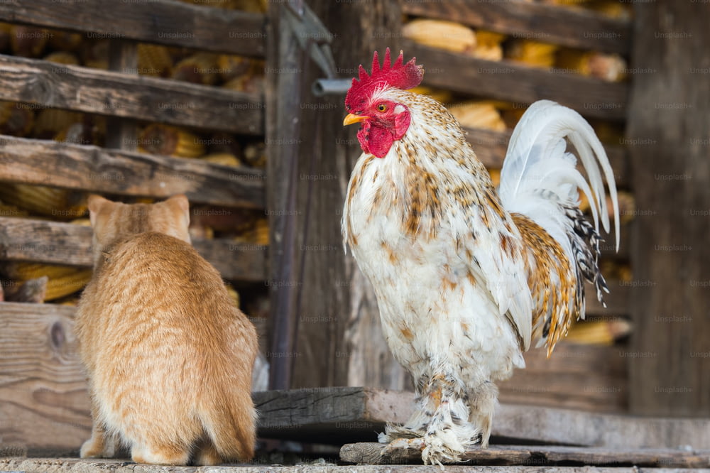 cat and rooster on the farm