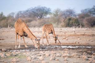 Giraffes drinking at a water hole